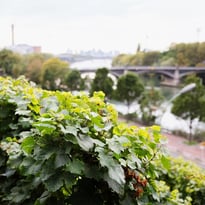 Visite des vignes cachées de Saint-Ouen