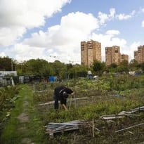 Visite des jardins ouvriers des Vertus à Aubervilliers