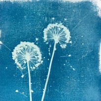 Empreintes de lumière. Découvrez une sélection d'ouvrages sur l'histoire de la photographie et initiez-vous au cyanotype.