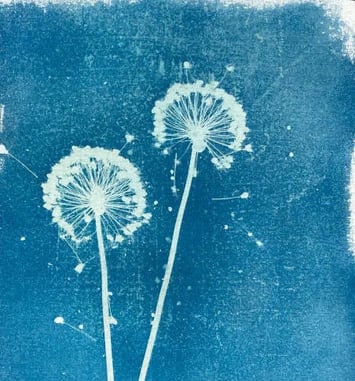 Empreintes de lumière. Découvrez une sélection d'ouvrages sur l'histoire de la photographie et initiez-vous au cyanotype.