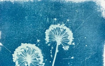 Empreintes de lumière. Découvrez une sélection d'ouvrages sur l'histoire de la photographie et initiez-vous au cyanotype.