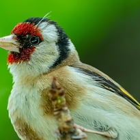 Pantin, un oiseau dans la ville