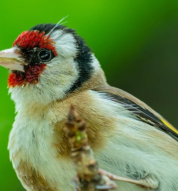 Pantin, un oiseau dans la ville