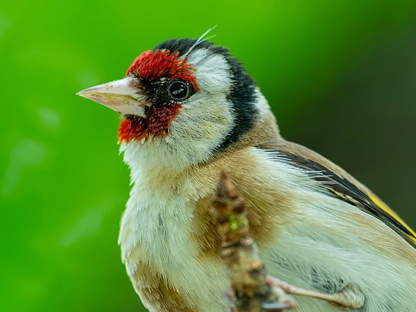 Pantin, un oiseau dans la ville