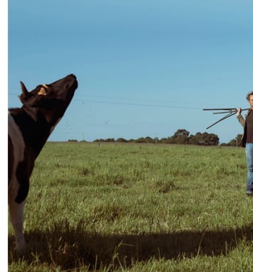 Mon père avait 3 vaches